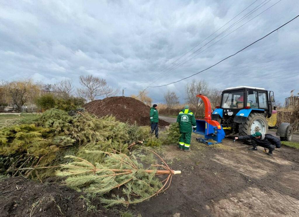 В Одессе перерабатывают новогодние елки в удобрения и мульчу