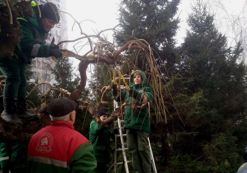 Одесские озеленители готовят город к весне