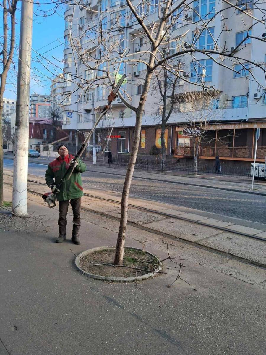 Вниманию автомобилистов: в Одессе на Французском бульваре продолжается подрезка деревьев.