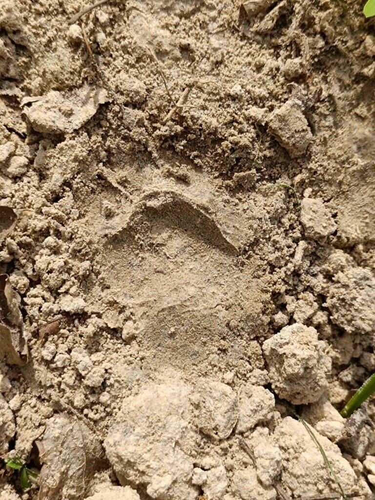 В Нацпарке в Одесской области расцвело краснокнижное растение (фото)