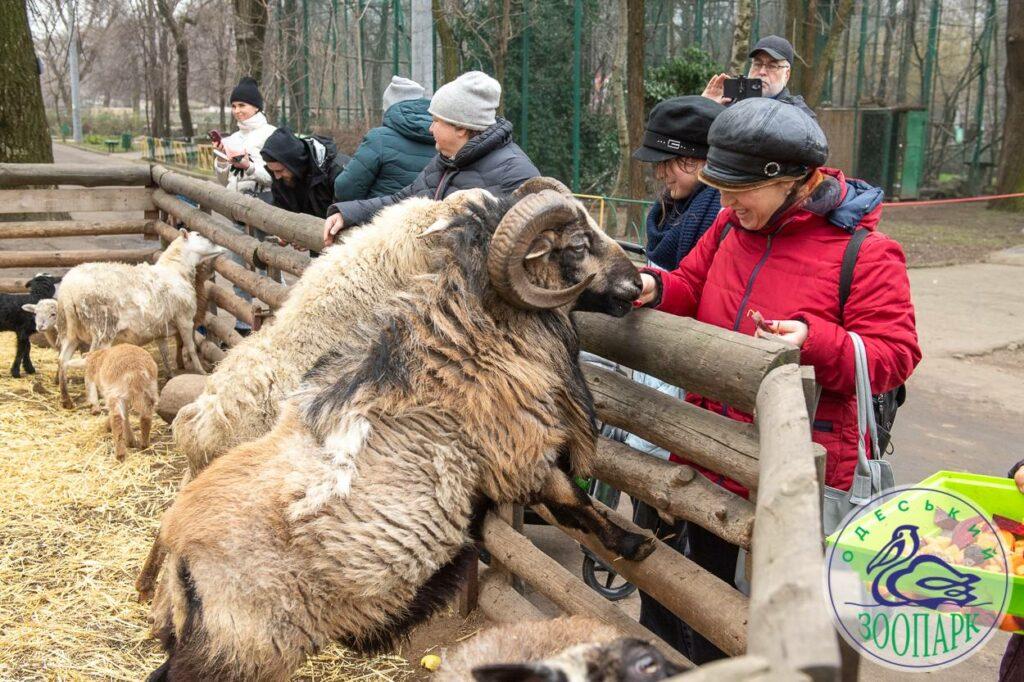 У День святого Валентина в Одеському зоопарку народилося ягнятко