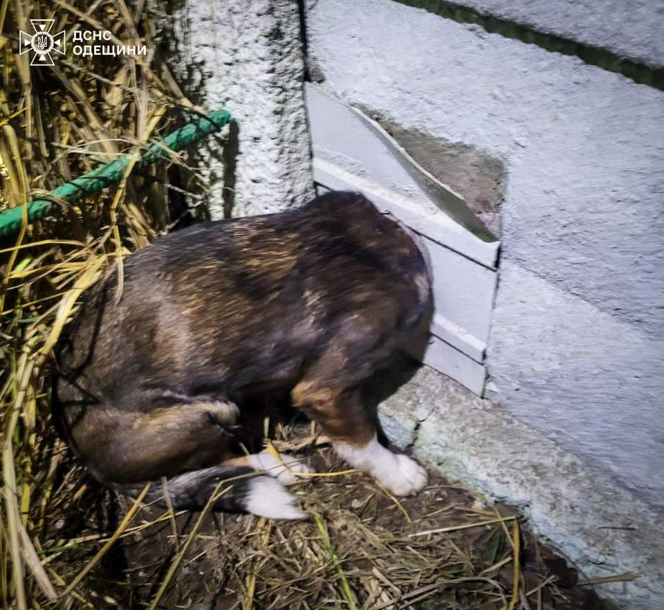 В Одесской области спасатели вызволили собаку из канализационной трубы (фото)