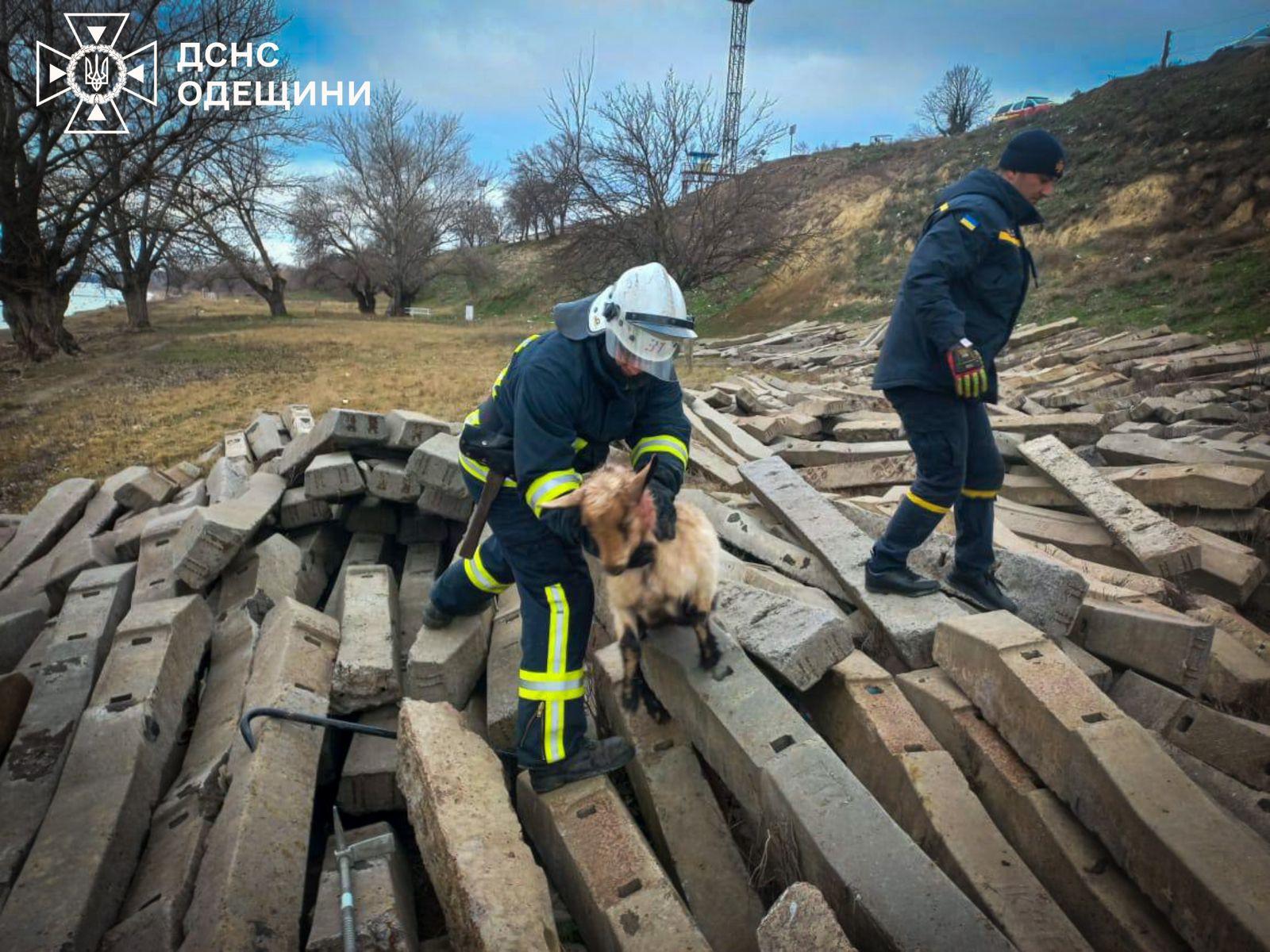 В Одесской области пожарные спасли собаку и козленка (фото)