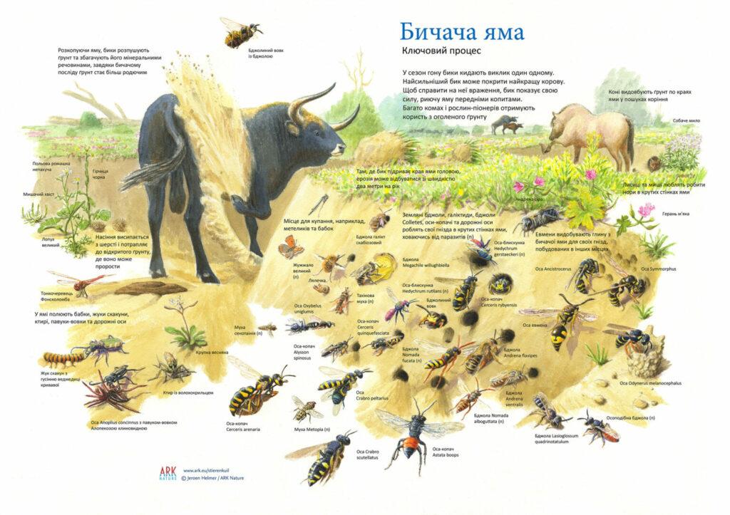 Водяные буйволы адаптировались к жизни в Одесской области: появилось новое фото