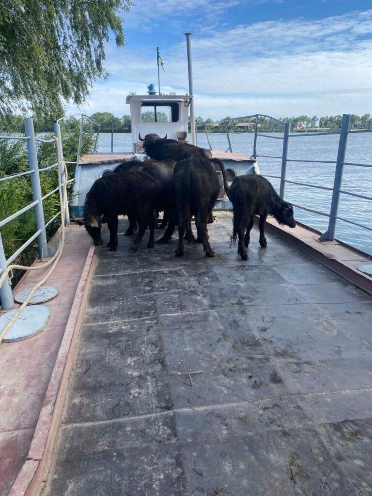 Водяные буйволы адаптировались к жизни в Одесской области: появилось новое фото