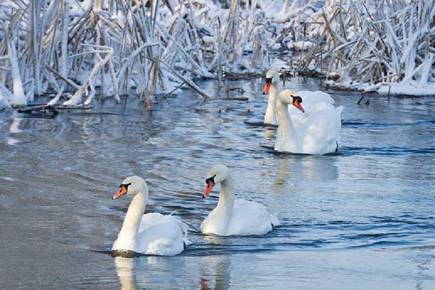 Лебеди вмерзли в лед: в Херсонской области спасли четырех птиц (фото)