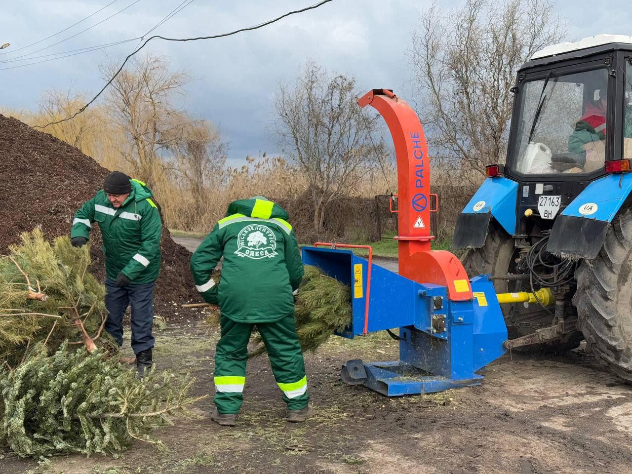 В Одесі цьогоріч на переробку пішло значно менше новорічних дерев, ніж у минулі роки