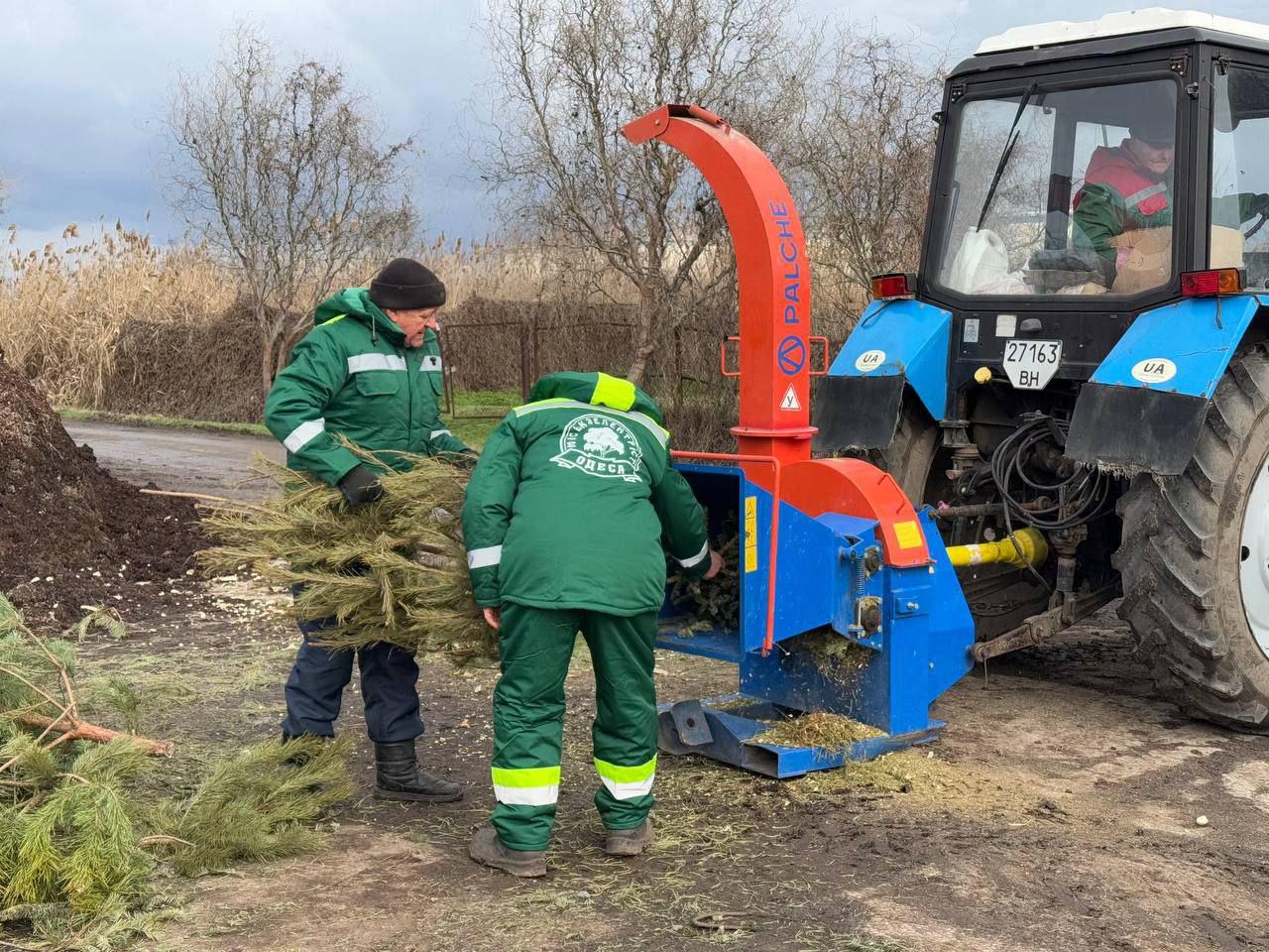 В Одесі цьогоріч на переробку пішло значно менше новорічних дерев, ніж у минулі роки