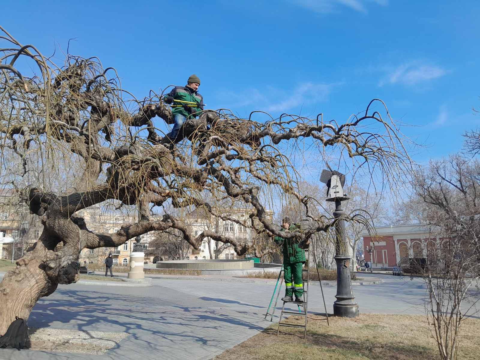 В Одессе на Театральной площади омолаживают вековые софоры (фото)