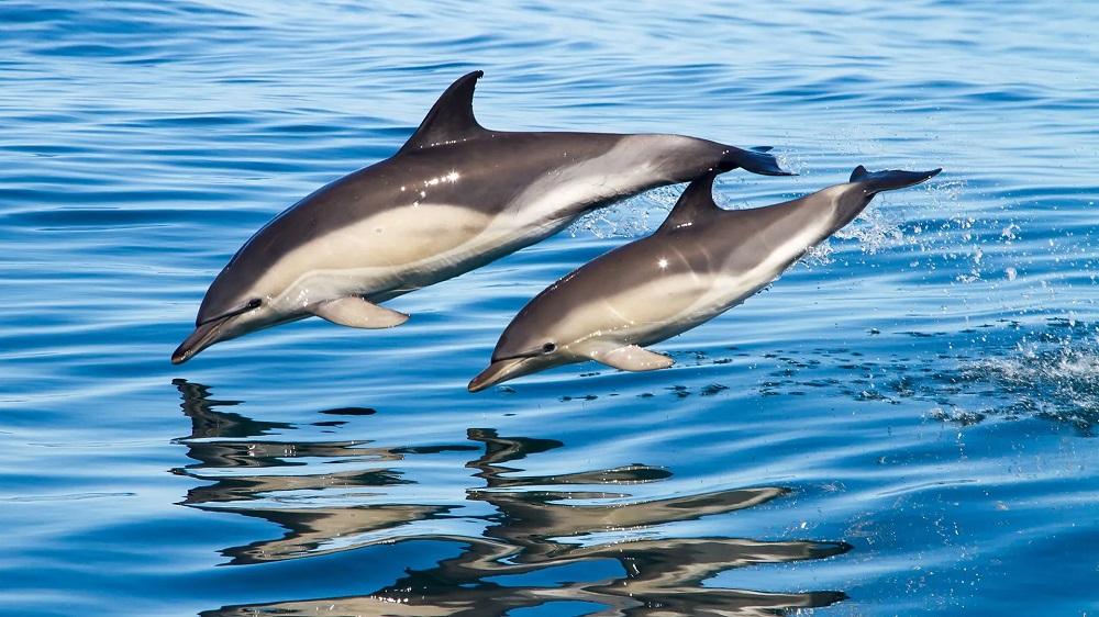 Одесситам на заметку: три вида китов и другие жители Черного моря