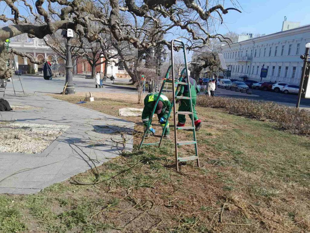 В Одессе на Театральной площади омолаживают вековые софоры (фото)