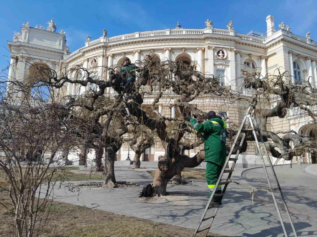 В Одессе на Театральной площади омолаживают вековые софоры (фото)