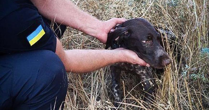 В Одесской области спасли собаку из ледяной воды