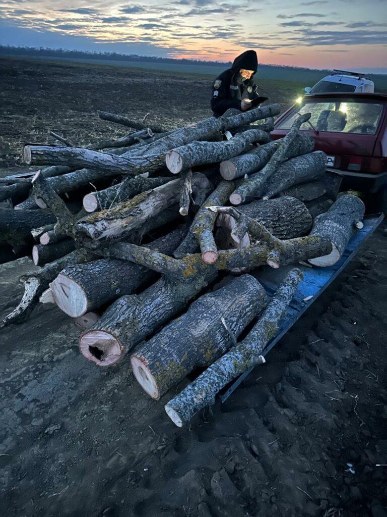 Незаконна вирубка дерев на Одещині: порушників притягнули до відповідальності (фото)