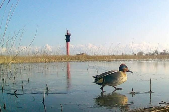 На Одещині розпочалася активна весняна міграція птахів (фото)