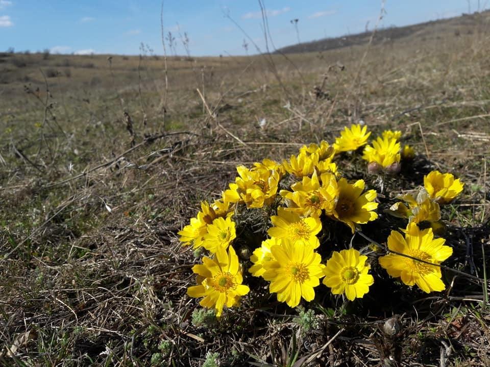 На Одещині квітнуть рідкісні шафрани та горицвіти (фото)