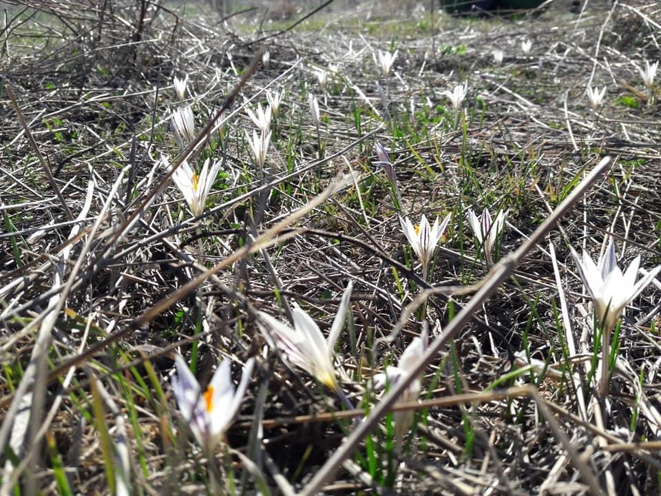 В Одесской области цветут редкие шафраны и горицветы (фото)