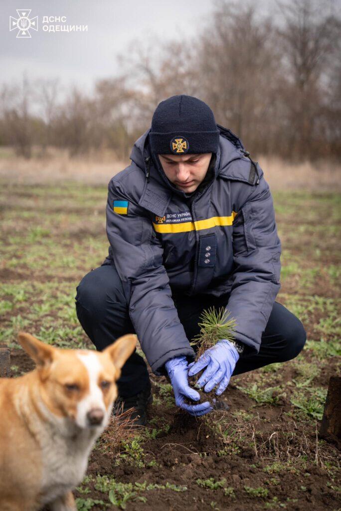 Одеські рятувальники висадили більше сотні кримських сосен (фото)