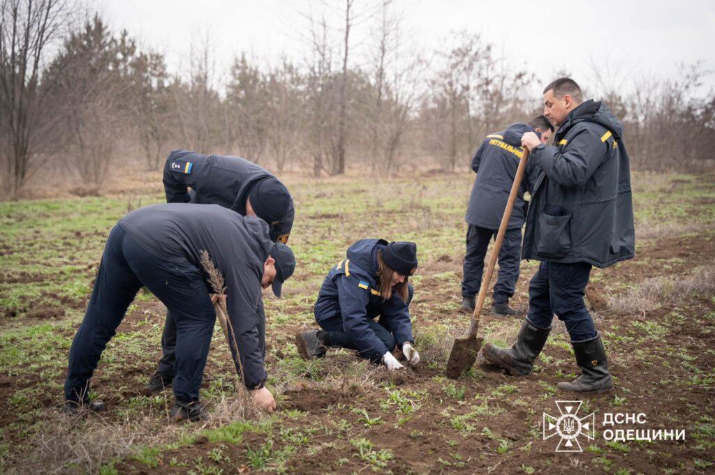 Одеські рятувальники висадили більше сотні кримських сосен (фото)