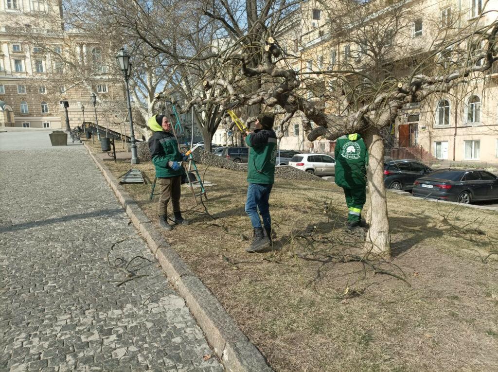 В Одессе на Театральной площади омолаживают вековые софоры (фото)