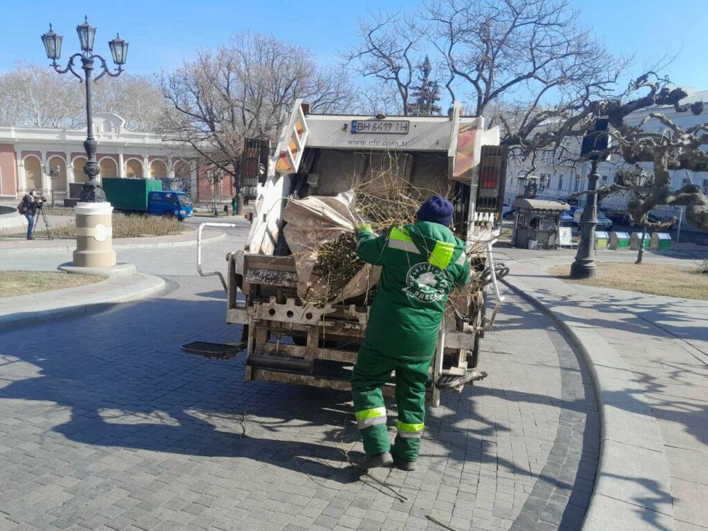 В Одессе на Театральной площади омолаживают вековые софоры (фото)