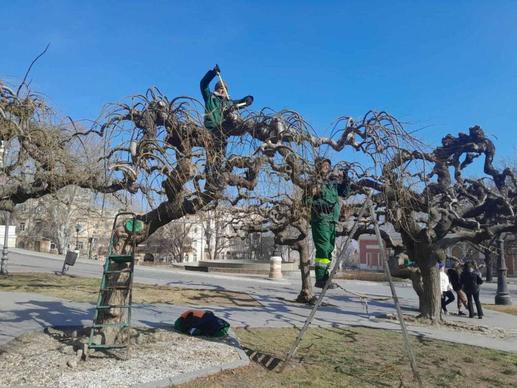 В Одессе на Театральной площади омолаживают вековые софоры (фото)