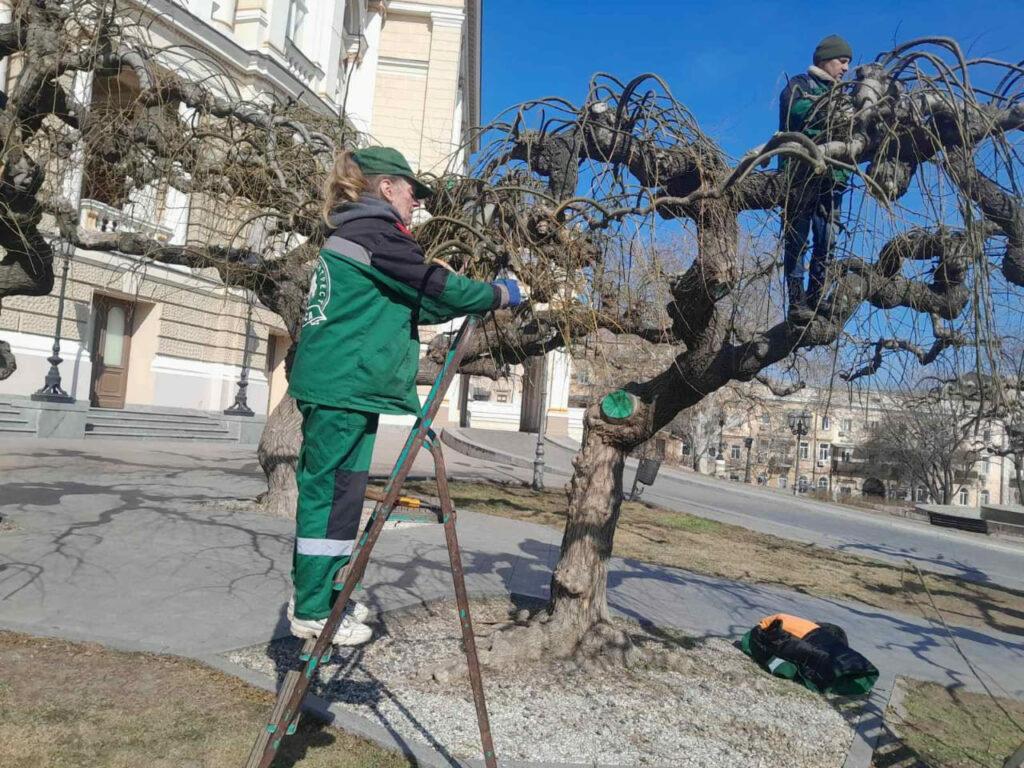 В Одессе на Театральной площади омолаживают вековые софоры (фото)