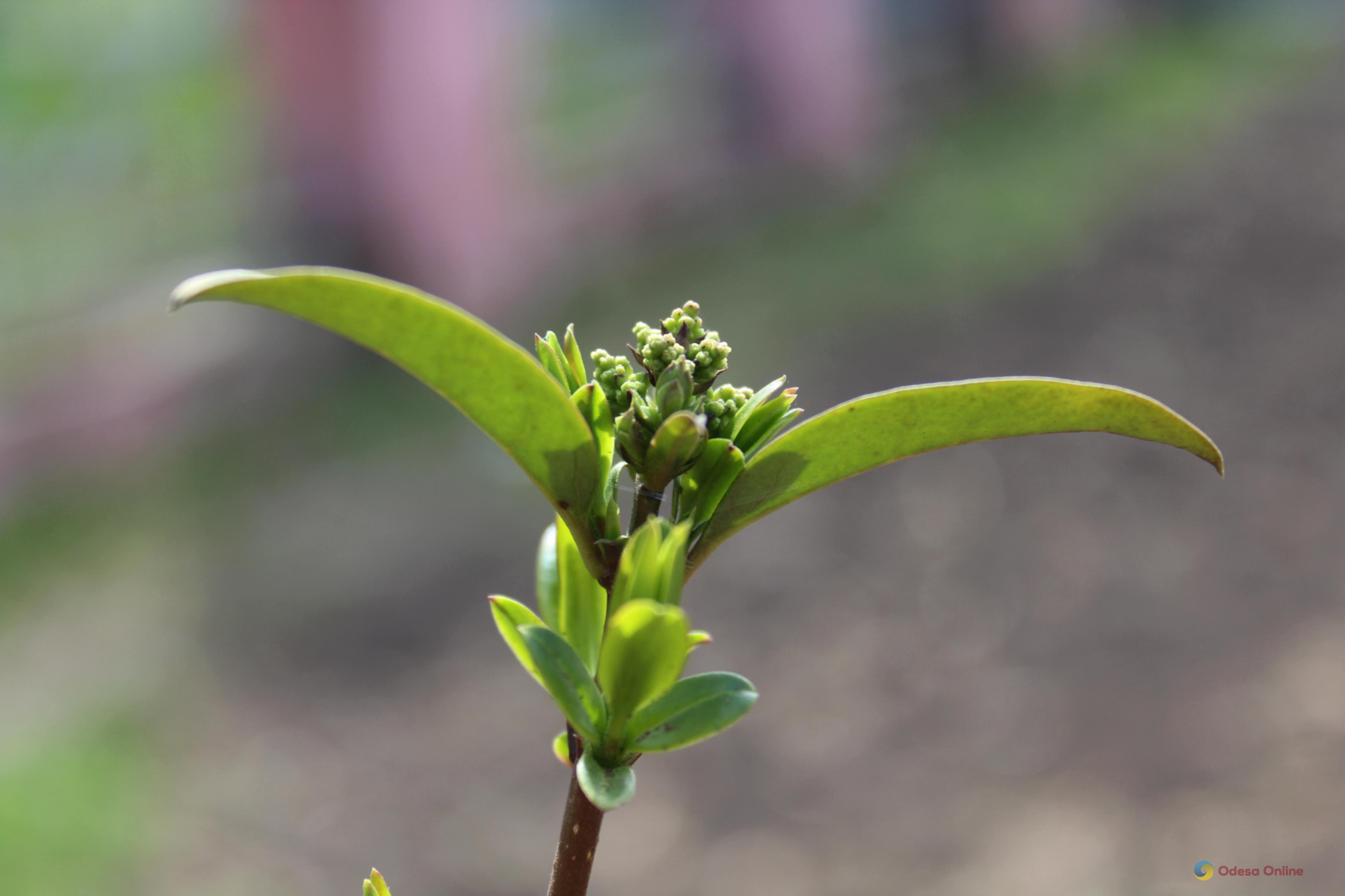 Якою буде погода в Одесі та області 22 квітня
