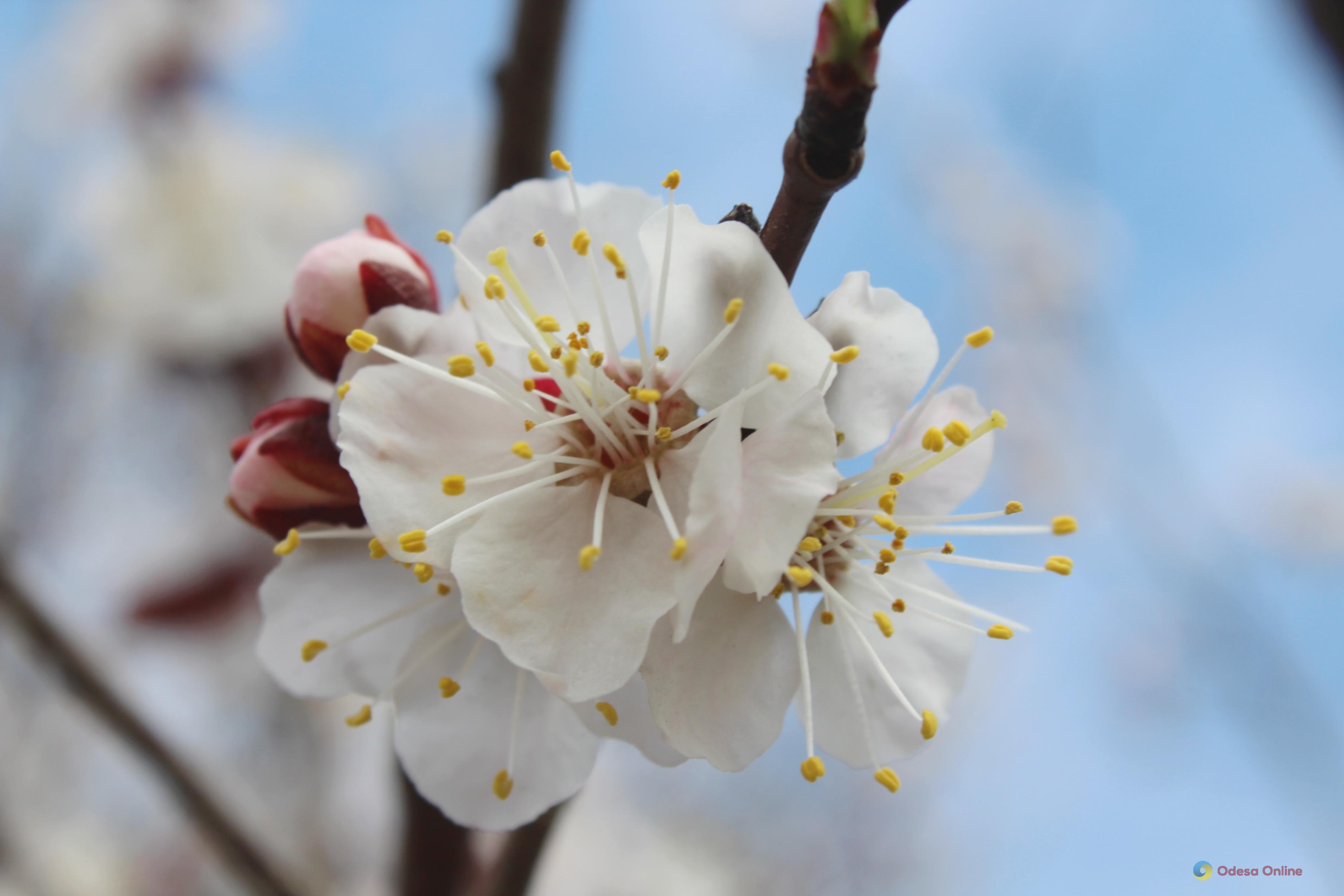 Какой будет погода в Одессе и области 19 апреля