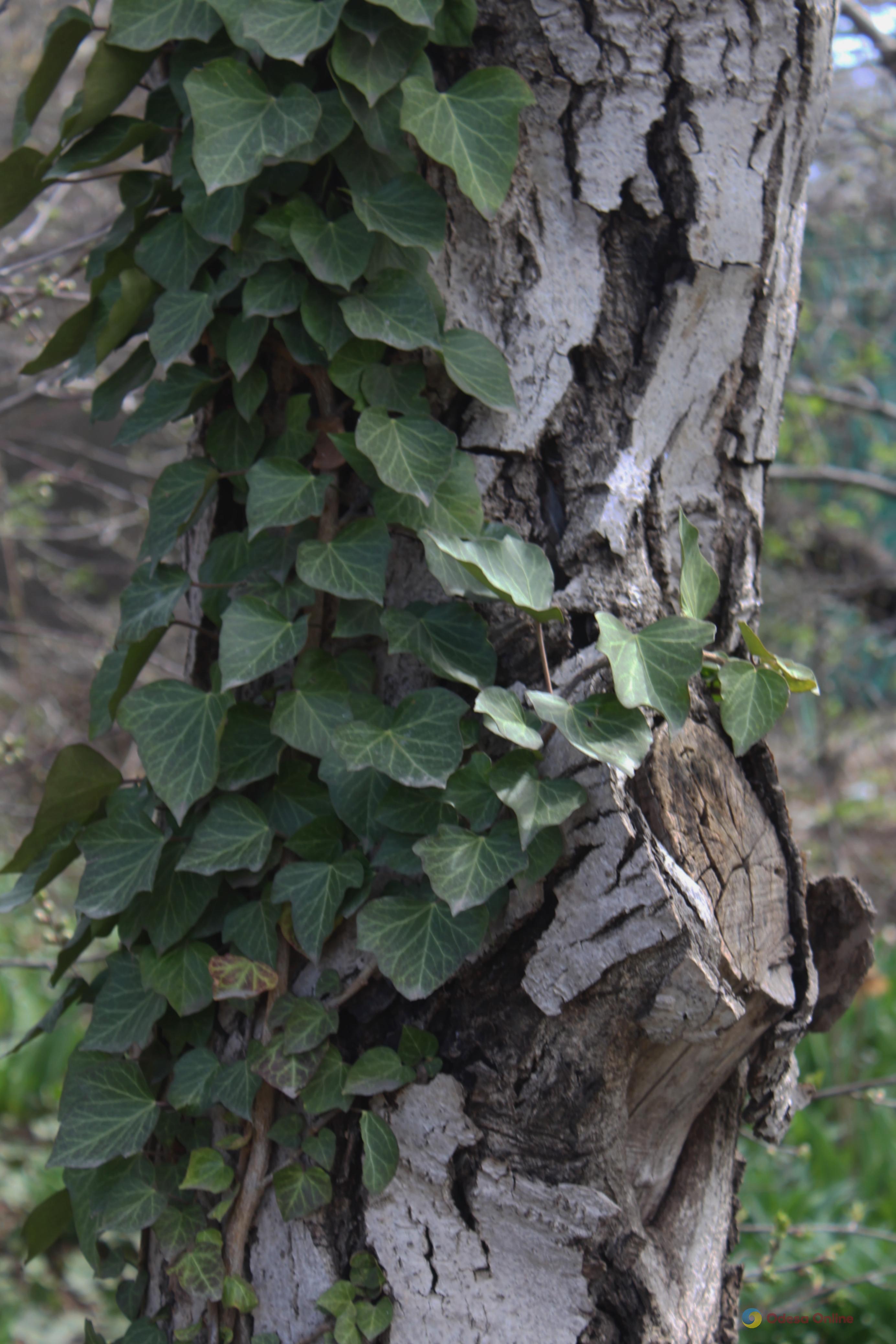 Якою буде погода в Одесі та області 28 квітня