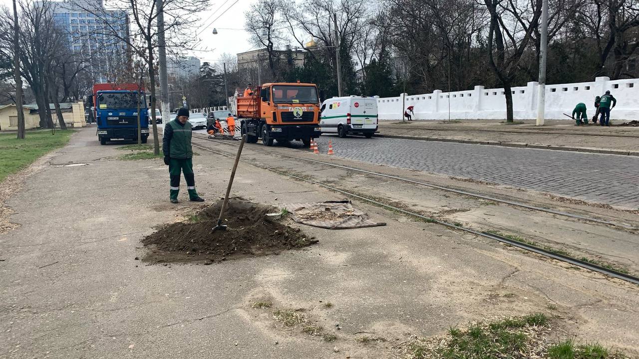 В Одессе на Французском бульваре выкорчевывают пни — движение транспорта может быть затруднено