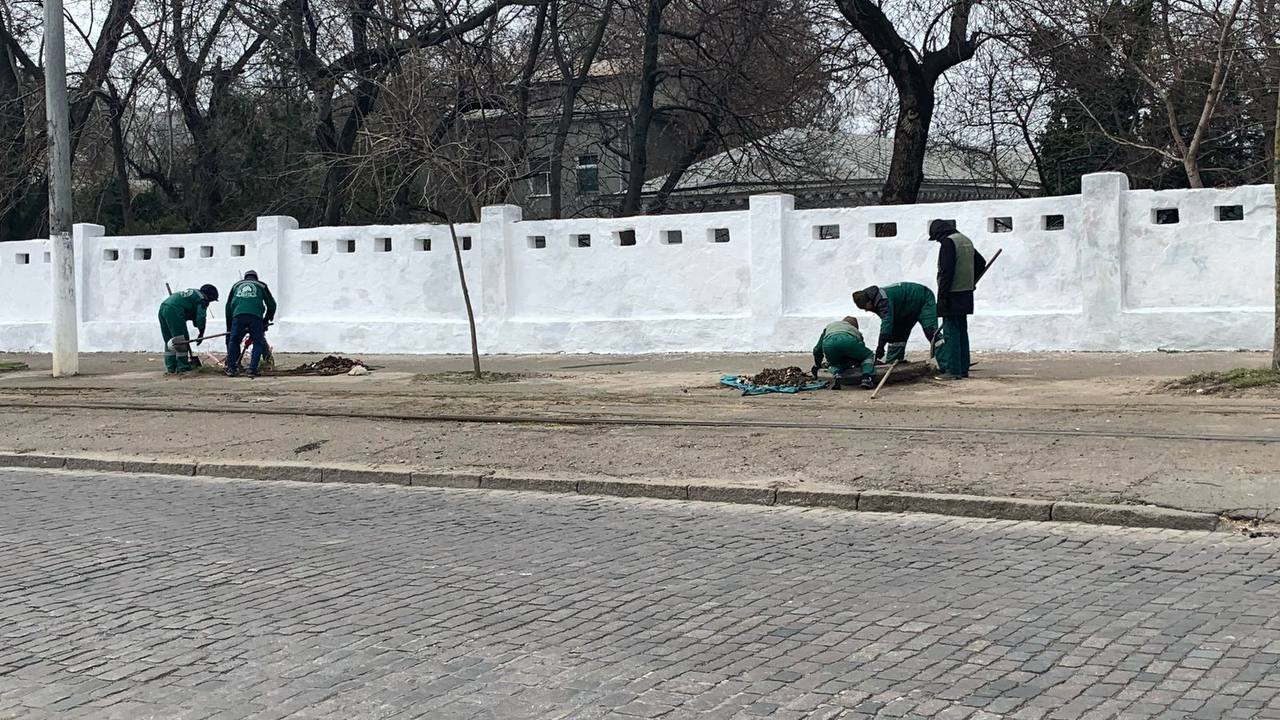 В Одессе на Французском бульваре выкорчевывают пни — движение транспорта может быть затруднено