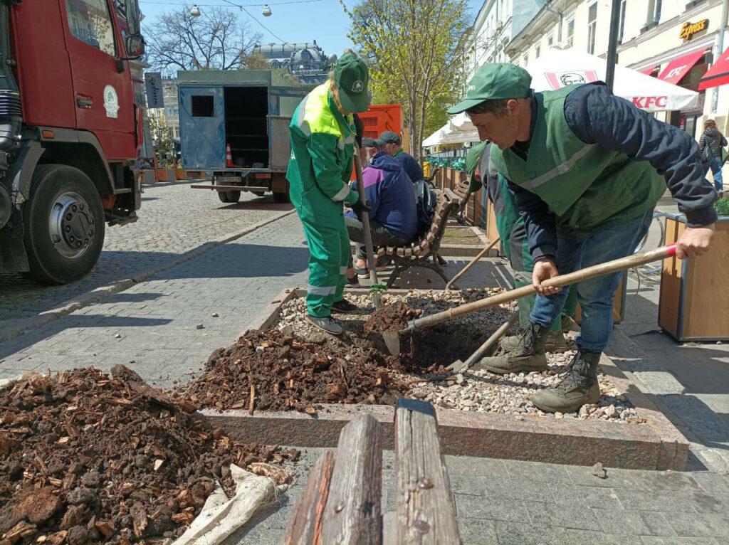 В Одесі корчують пні