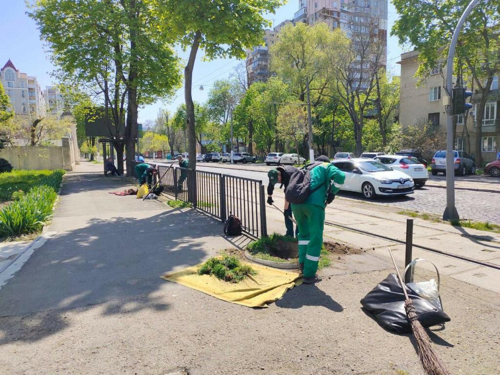 В Одессе корчуют пни