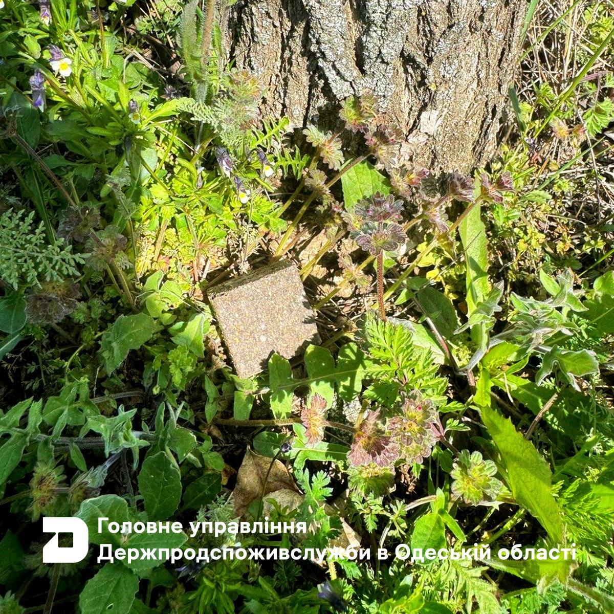 В Одесской области продолжается вакцинация диких животных В Одесской области продолжается вакцинация диких животных