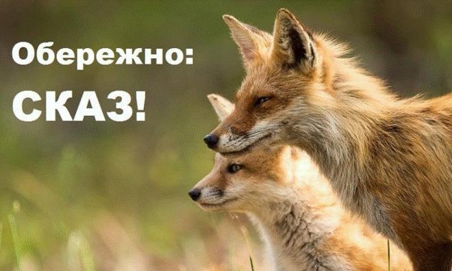 В Одесской области участились случаи бешенства среди животных В Одесской области участились случаи бешенства среди животных