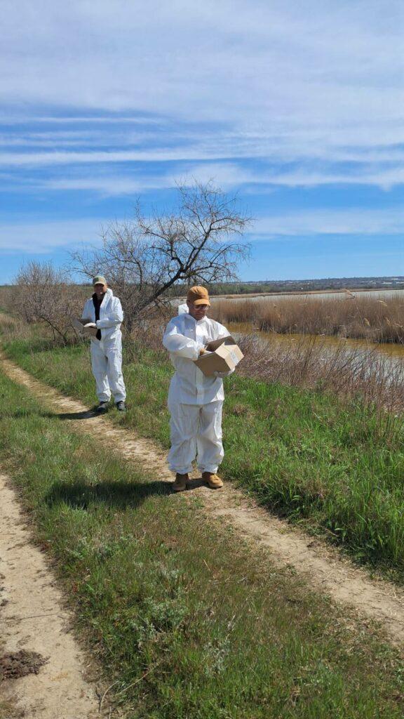 Працівники Нацпарку на Одещині розпочали процес імунізації диких тварин