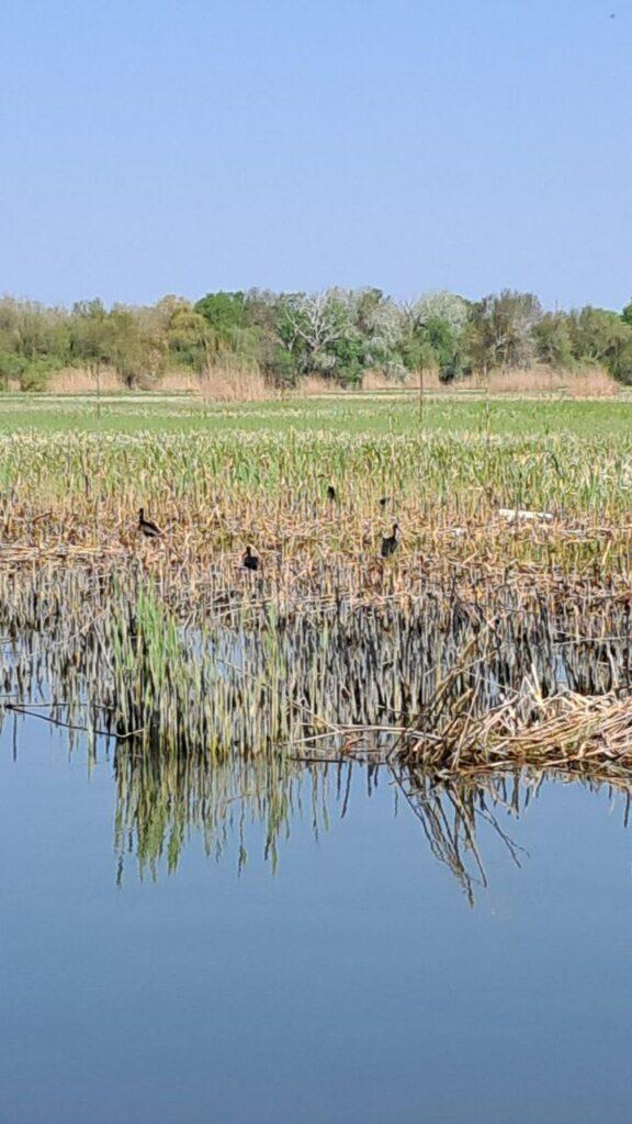 У Нацпарку на Одещині зафіксували червонокнижних коровайок (фото)