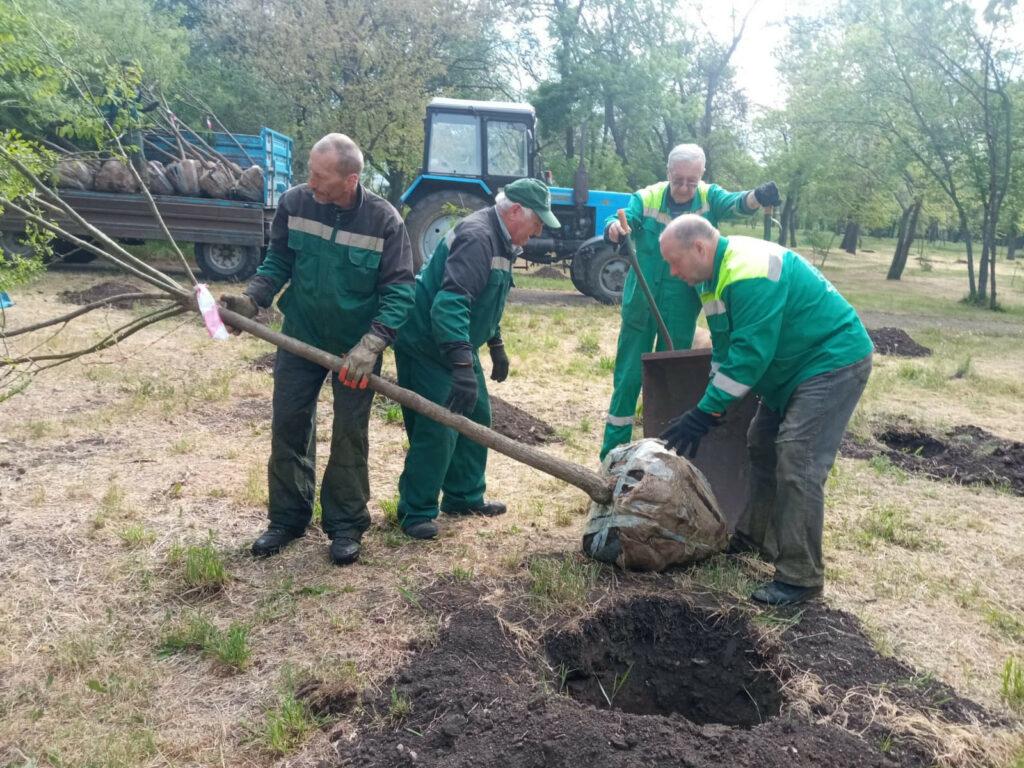 В Одесі висадили понад півсотні молодих софор (фото)