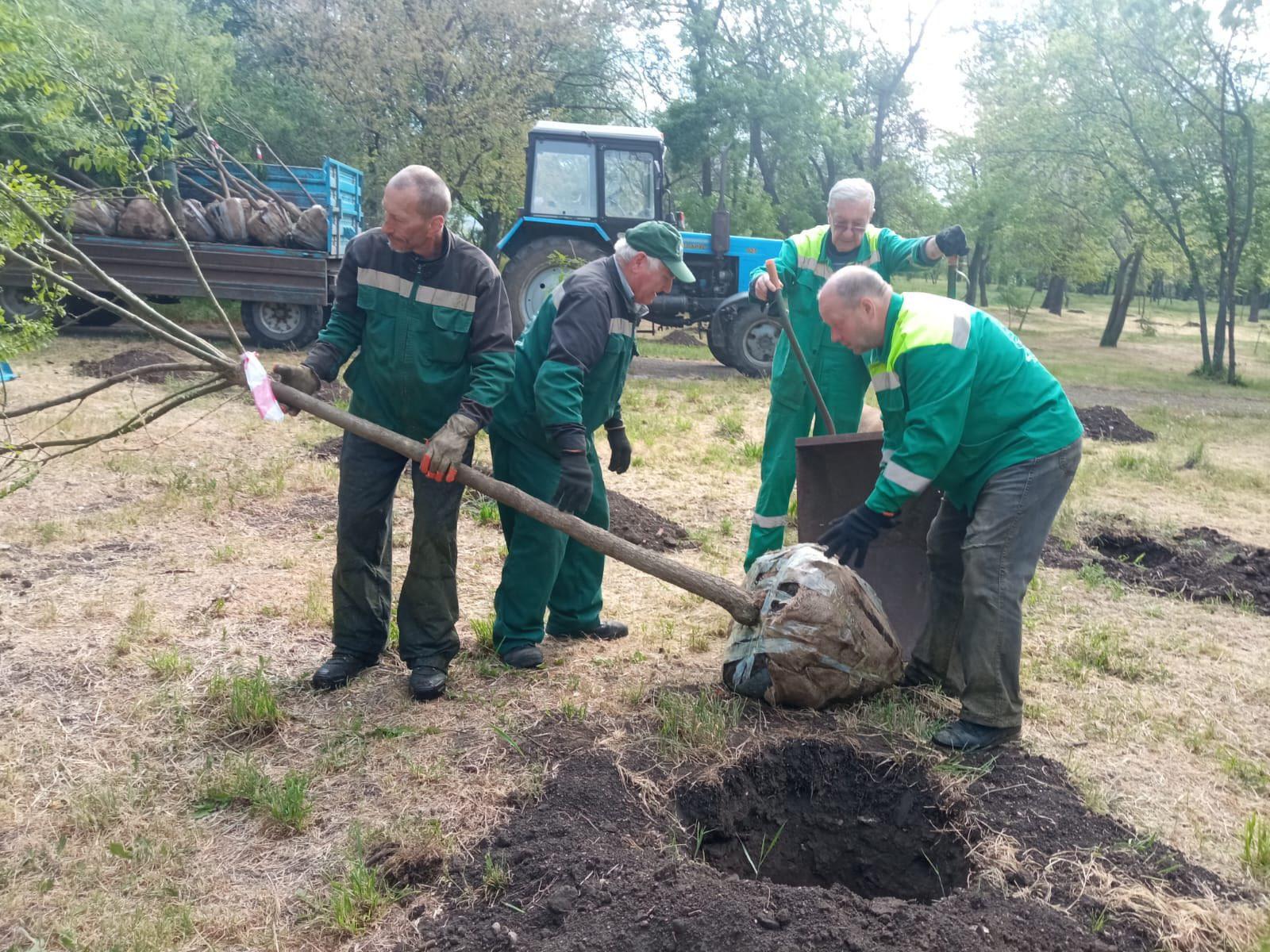 В Одессе высадили более полусотни молодых софор (фото)