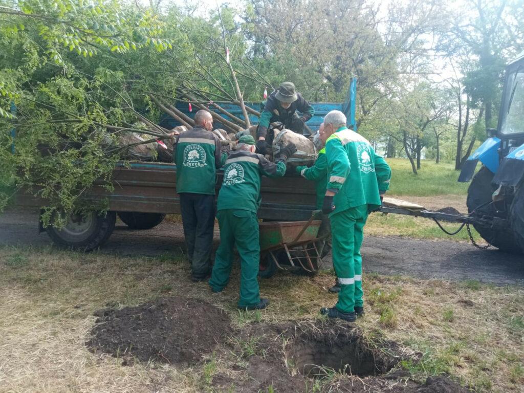 В Одесі висадили понад півсотні молодих софор (фото)