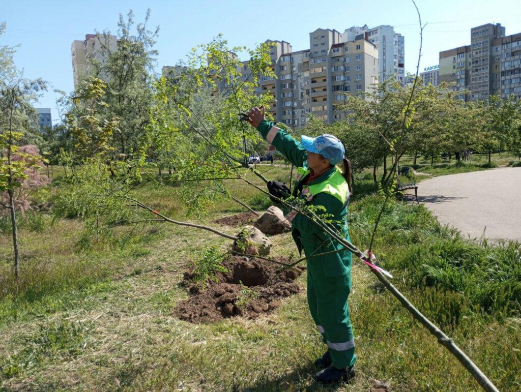 Озеленение Одессы: с начала года в городе высадили более 1600 деревьев