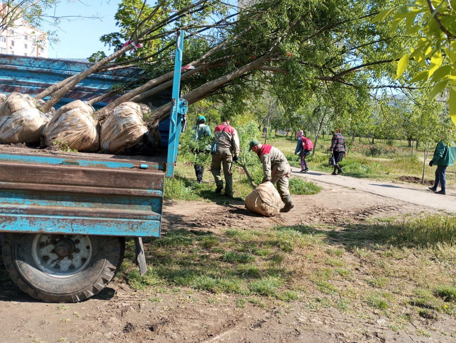 Озеленение Одессы: с начала года в городе высадили более 1600 деревьев
