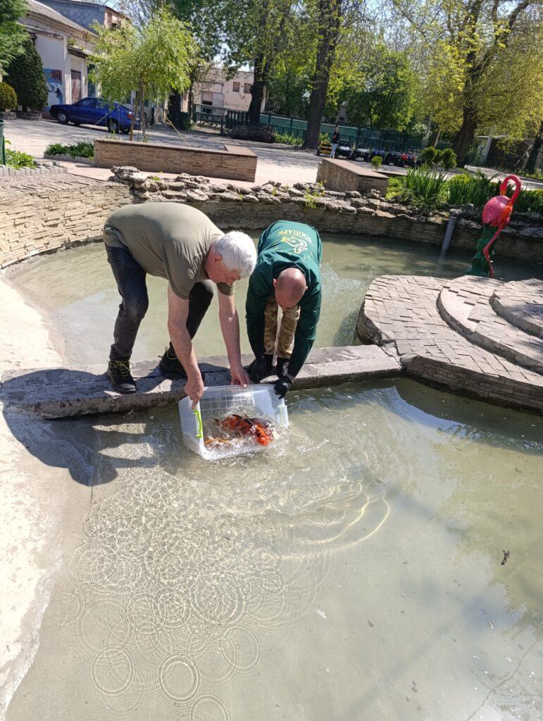 Цветных карпов выпустили в пруд Одесского зоопарка (фото)