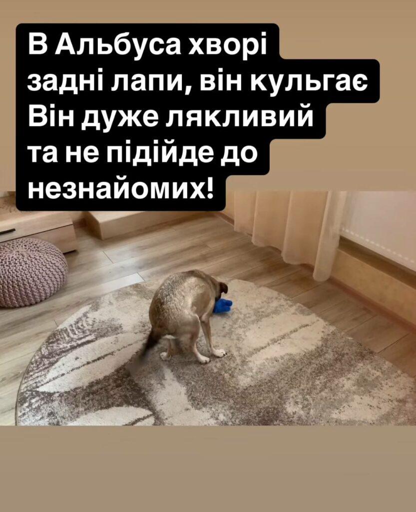 Директор Одеського зоопарку розшукує своїх домашніх улюбленців: тварини загубилися під час атаки РФ