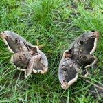 Поражает своими размерами: в Одесской области заметили редкую краснокнижную бабочку (фото, видео)