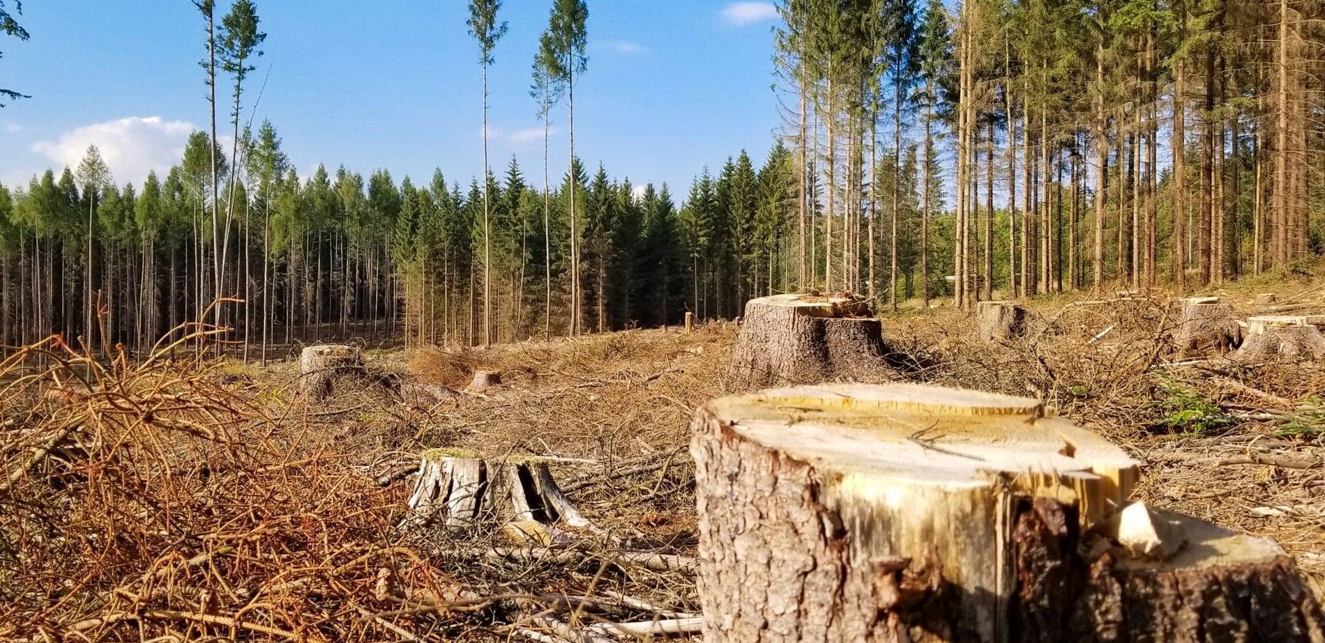 В Одесской области браконьеры нарубили деревьев на полмиллиона гривен