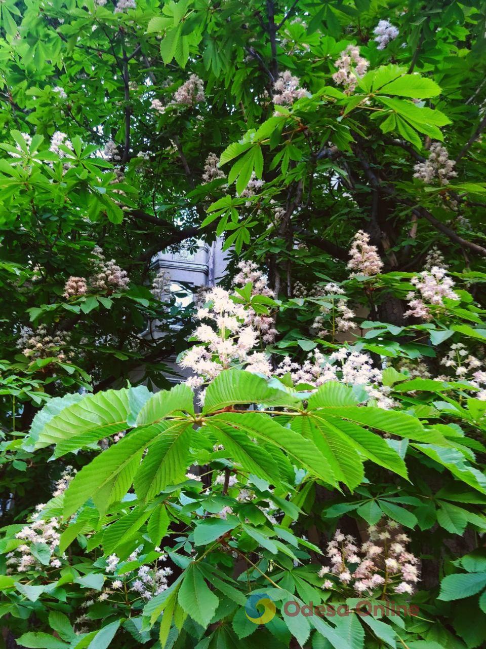 В Одесі квітнуть каштани (фото)