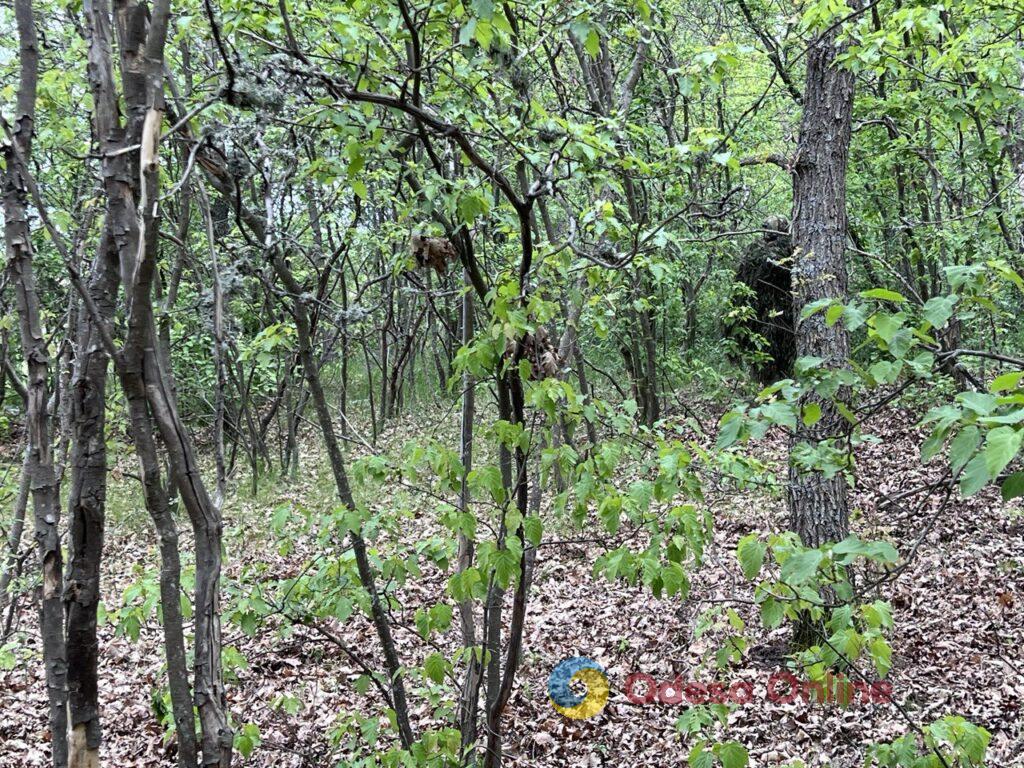 Швидкісні човни, моментальний вихід на позиції та майстерне маскування: один день з воїнами 40-ї окремої бригади берегової оборони