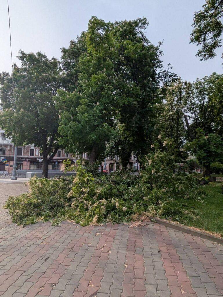 Штормовий вітер повалив в Одесі дерева та великі гілки (фото)